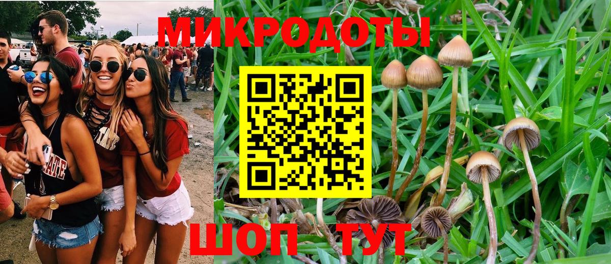 Псилоцибиновые грибы Psilocybe Долгопрудный